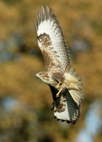 Buzzard Buteo buteo