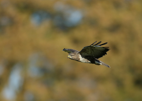 Buzzard Buteo buteo