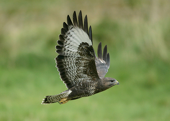 Buzzard Buteo buteo