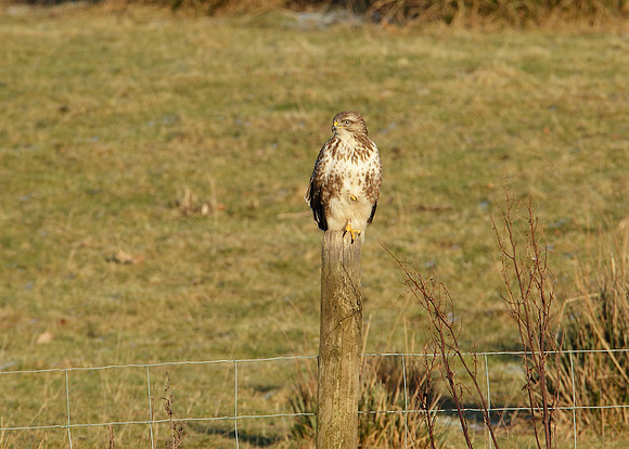 Buzzard Buteo buteo
