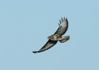 Buzzard Buteo buteo