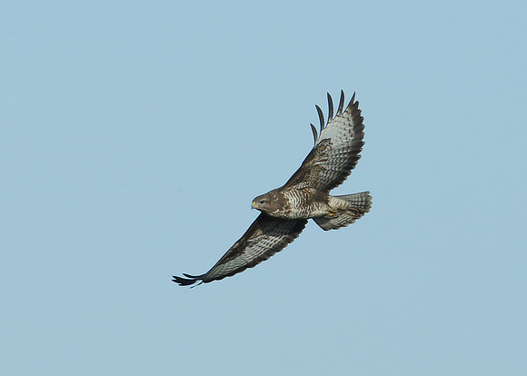 Buzzard Buteo buteo