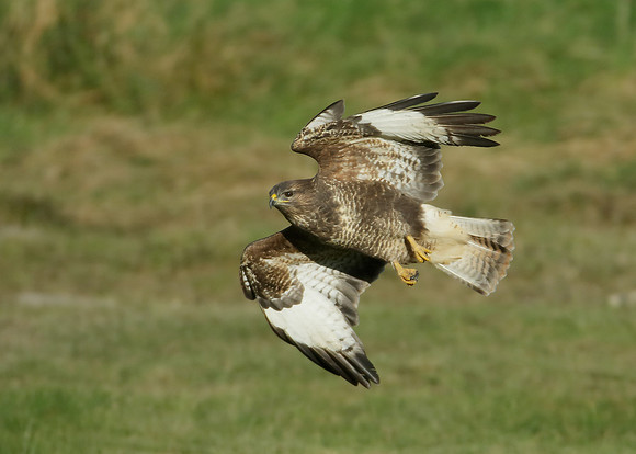 Buzzard Buteo buteo