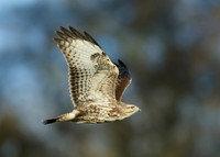 Buzzard Buteo buteo