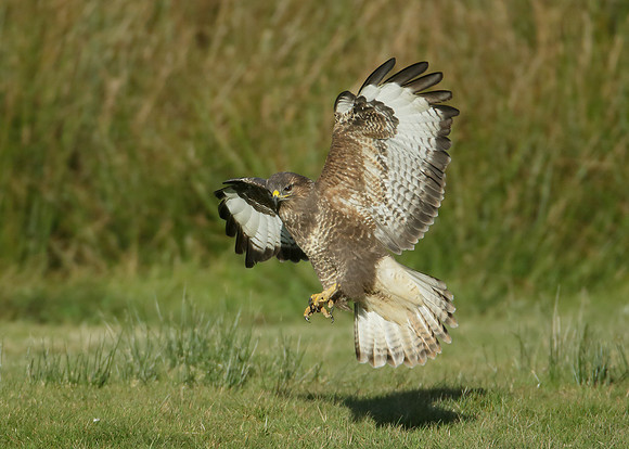 Buzzard Buteo buteo