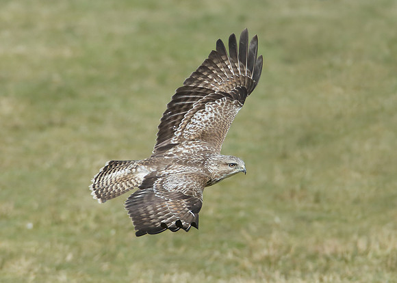 Buzzard Buteo buteo