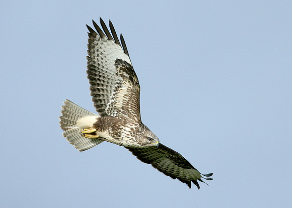 Buzzard Buteo buteo