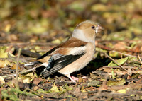 Hawfinch Coccothraustes coccothraustes