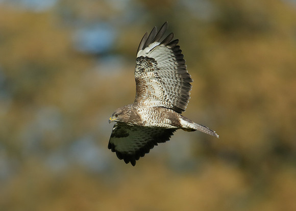 Buzzard Buteo buteo