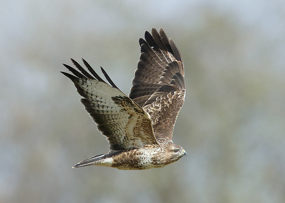 Buzzard Buteo buteo