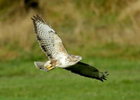 Buzzard Buteo buteo