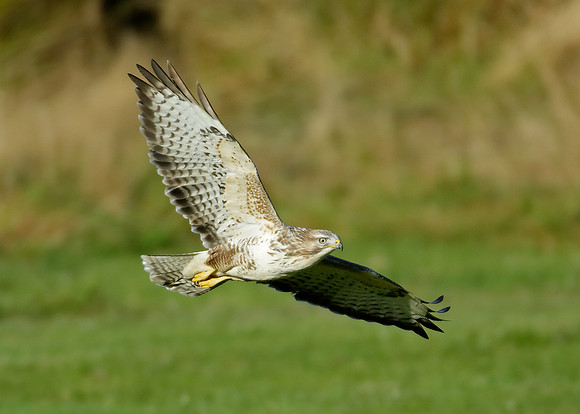 Buzzard Buteo buteo