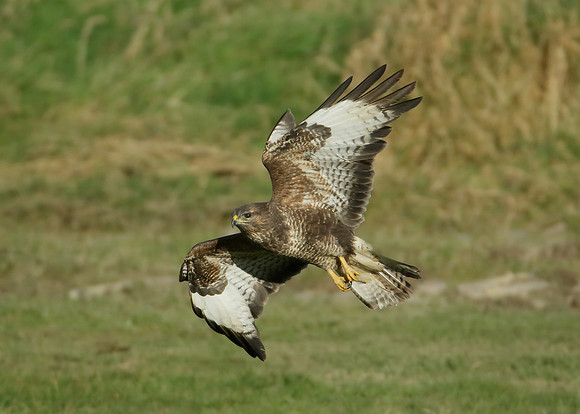 Buzzard Buteo buteo