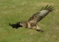 Buzzard Buteo buteo