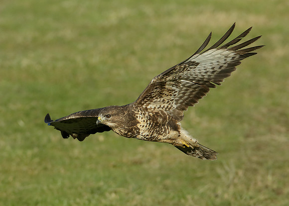 Buzzard Buteo buteo