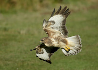 Buzzard Buteo buteo