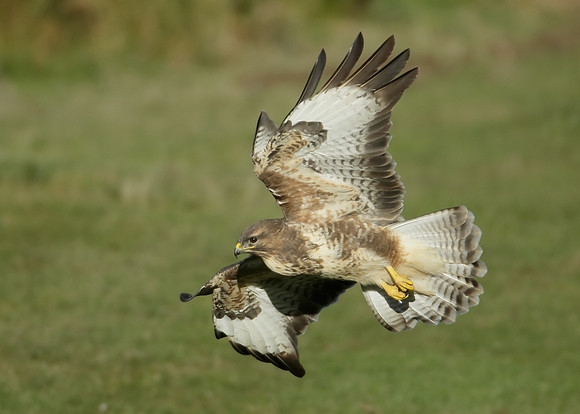 Buzzard Buteo buteo