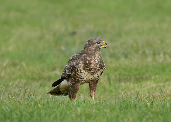 Buzzard Buteo buteo