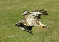 Buzzard Buteo buteo