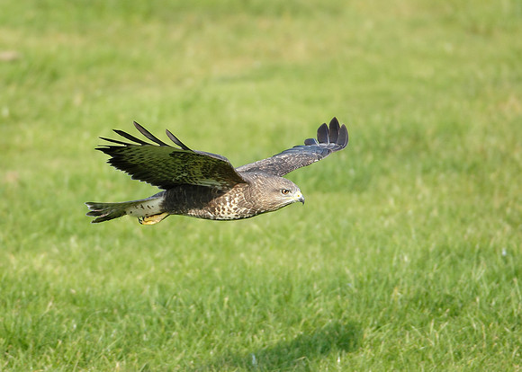 Buzzard Buteo buteo