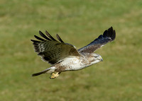 Buzzard Buteo buteo