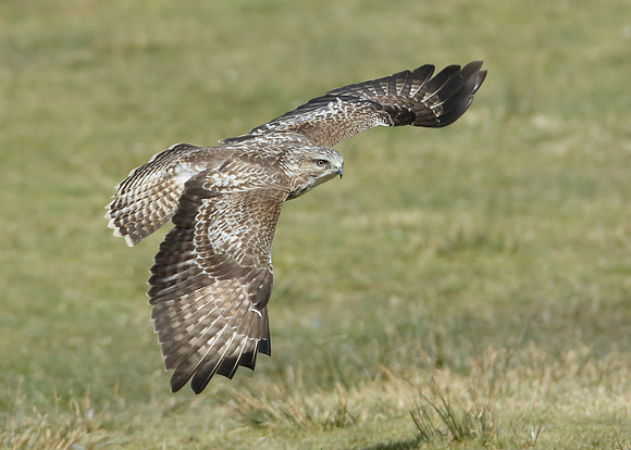 Buzzard Buteo buteo