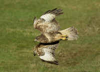 Buzzard Buteo buteo