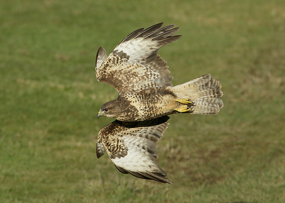 Buzzard Buteo buteo