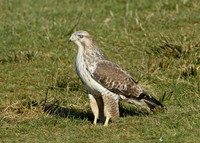 Buzzard Buteo buteo