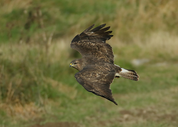 Buzzard Buteo buteo