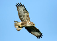 Buzzard Buteo buteo