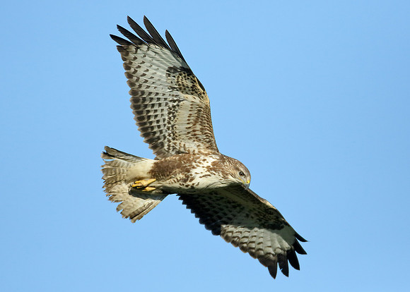 Buzzard Buteo buteo