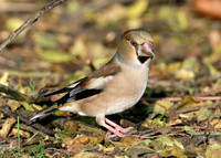 Hawfinch Coccothraustes coccothraustes