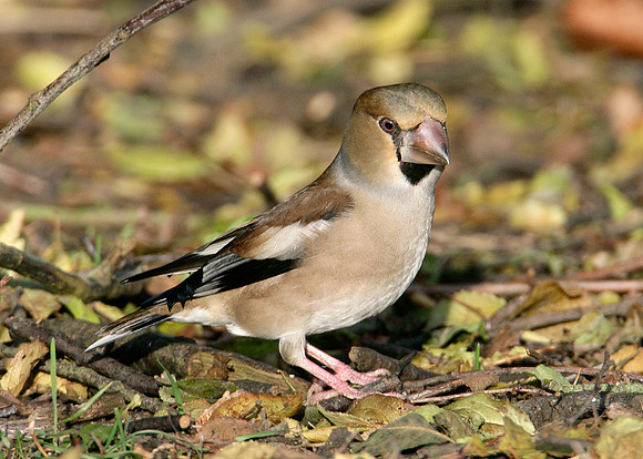Hawfinch Coccothraustes coccothraustes
