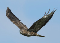 Buzzard Buteo buteo