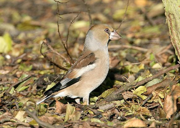 Hawfinch Coccothraustes coccothraustes