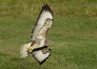 Buzzard Buteo buteo