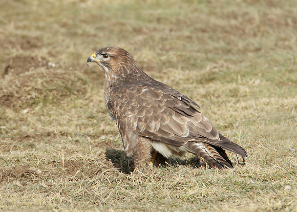 Buzzard Buteo buteo