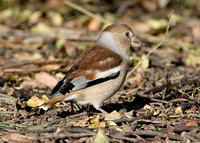 Hawfinch Coccothraustes coccothraustes