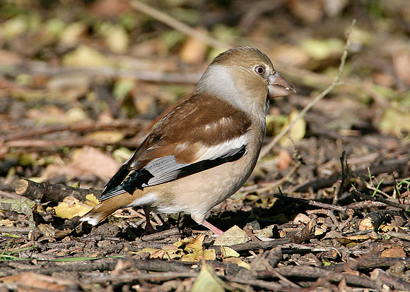 Hawfinch Coccothraustes coccothraustes