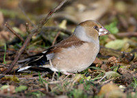 Hawfinch Coccothraustes coccothraustes