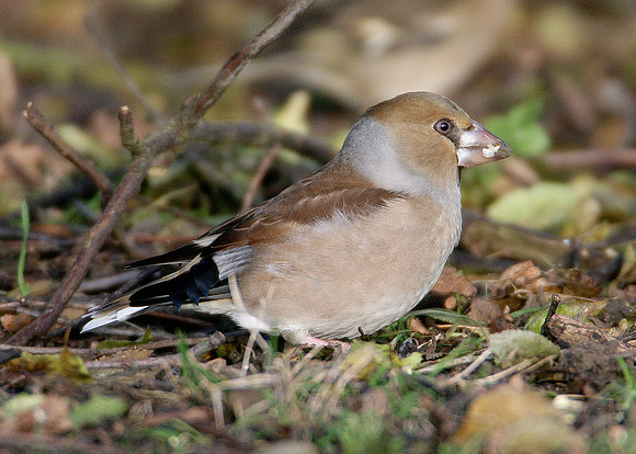 Hawfinch Coccothraustes coccothraustes