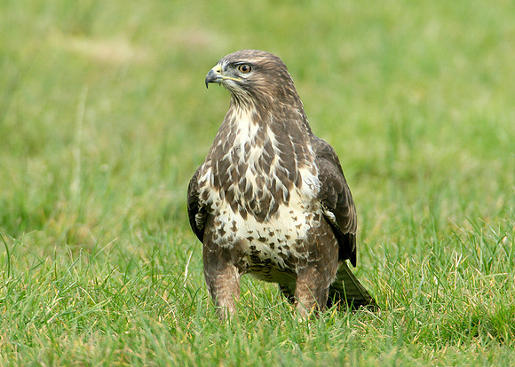Buzzard Buteo buteo