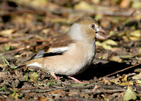 Hawfinch Coccothraustes coccothraustes
