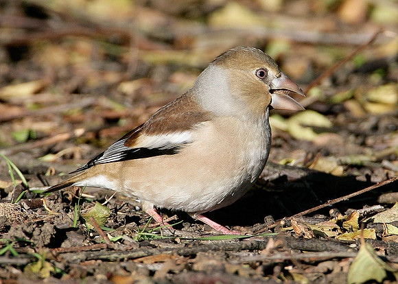 Hawfinch Coccothraustes coccothraustes