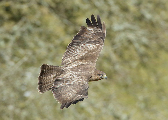Buzzard Buteo buteo