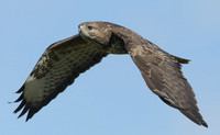 Buzzard Buteo buteo