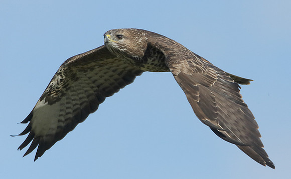 Buzzard Buteo buteo