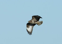 Buzzard Buteo buteo