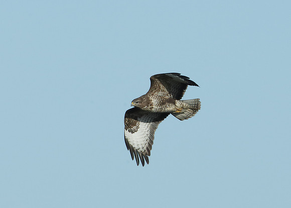 Buzzard Buteo buteo